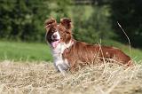 BORDER COLLIE 593